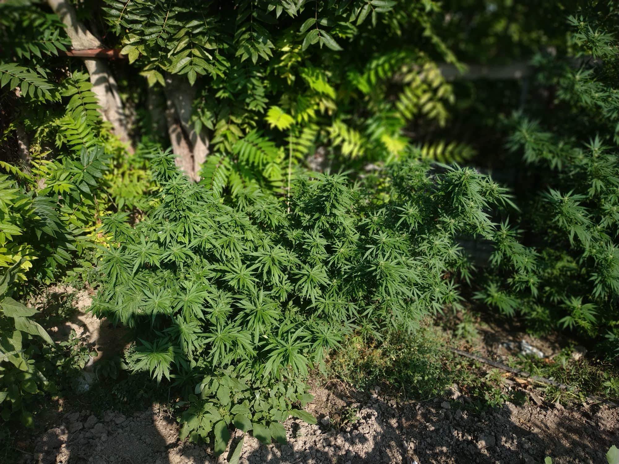 FOTO 3 | Lamianow.gr