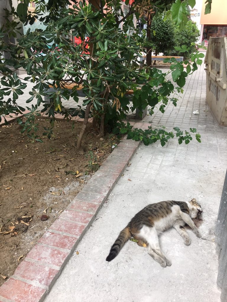 dimotiki 4 | Lamianow.gr