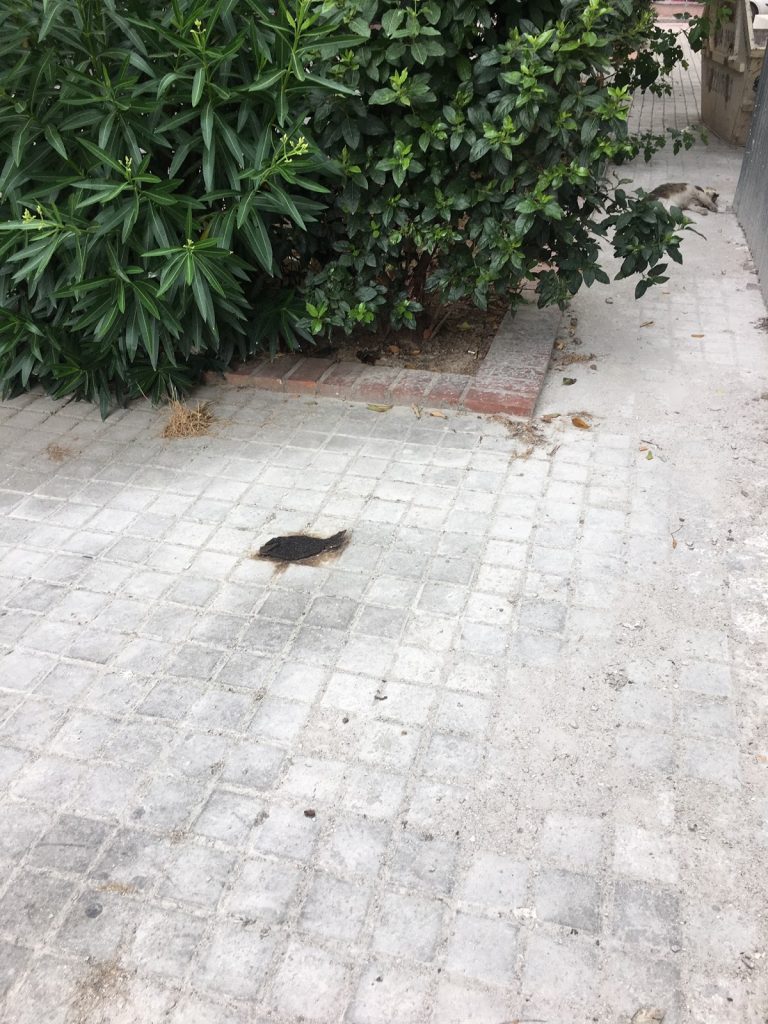 dimotiki 5 | Lamianow.gr