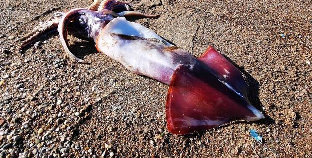 5e10c9cc2500003cbad31c40 | Lamianow.gr