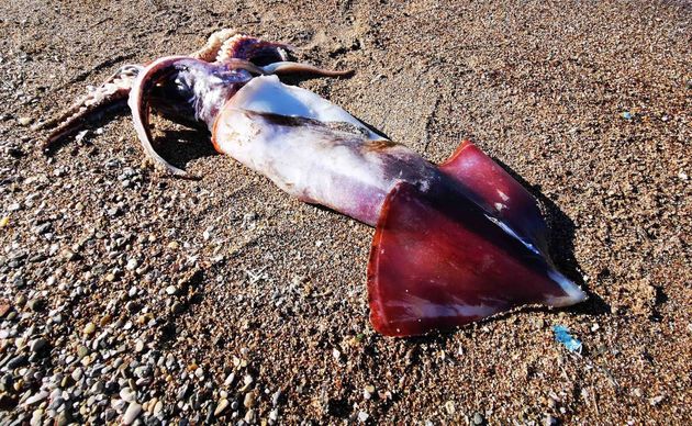 5e10c9cc2500003cbad31c40 | Lamianow.gr