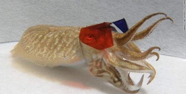 5e17283b250000dce1d3242f | Lamianow.gr