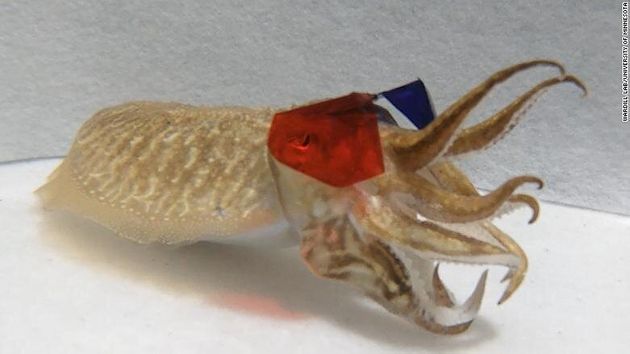 5e17283b250000dce1d3242f | Lamianow.gr