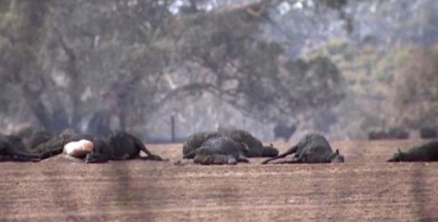 5e18b9ca2400005c00527ab3 | Lamianow.gr