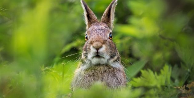 5e2c4ab92400009003c97625 | Lamianow.gr