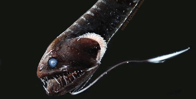 5f129ffa250000a20cc29f7c | Lamianow.gr