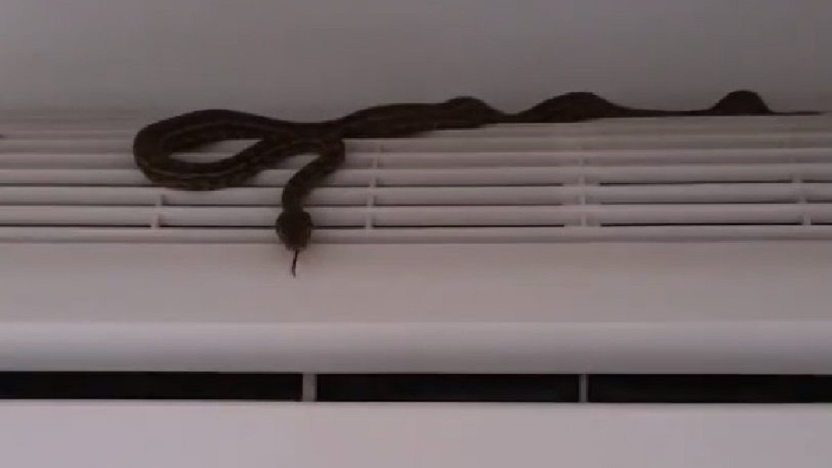 pythonas 0 | Lamianow.gr