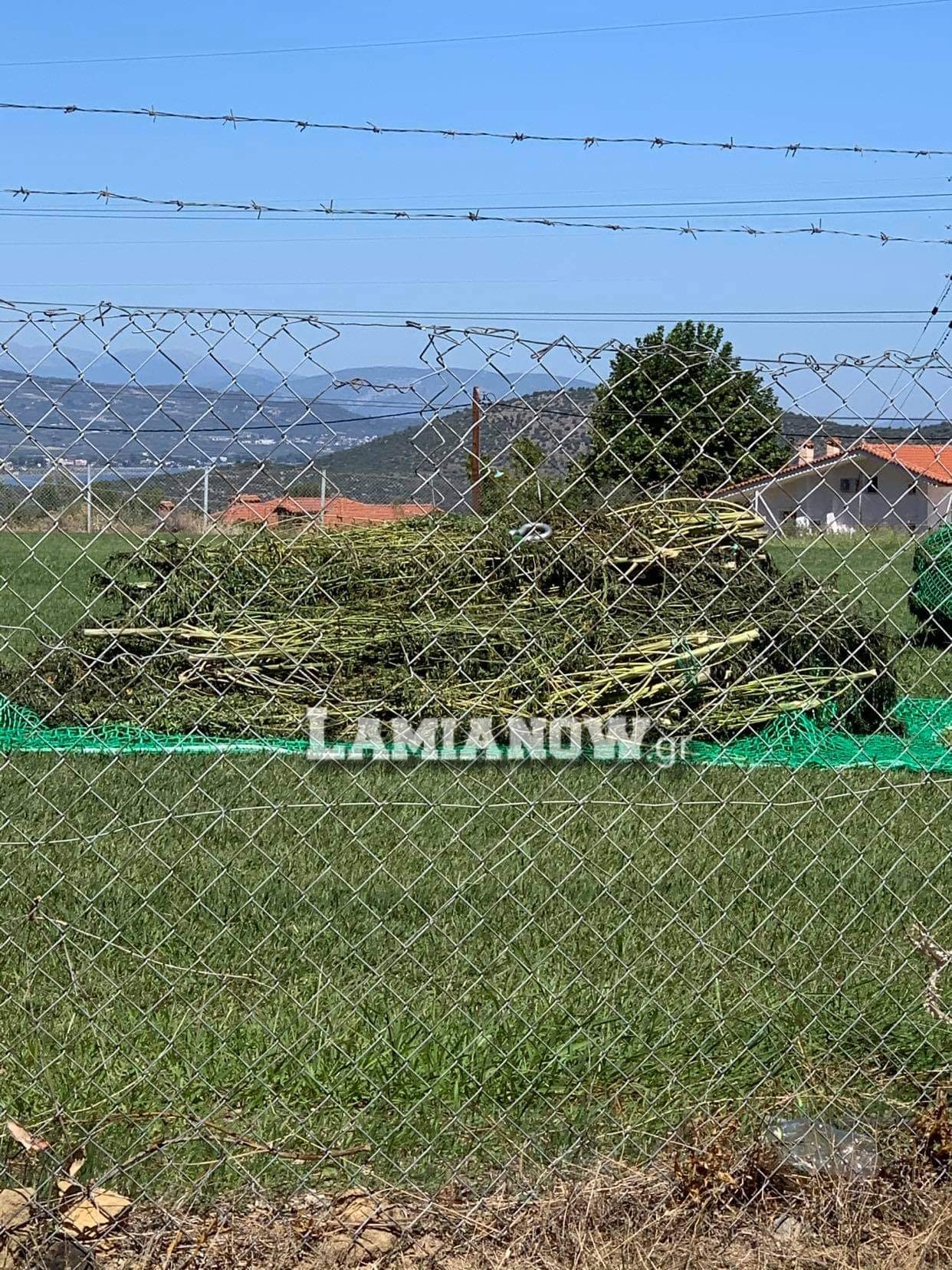 received 998150227291437 | Lamianow.gr