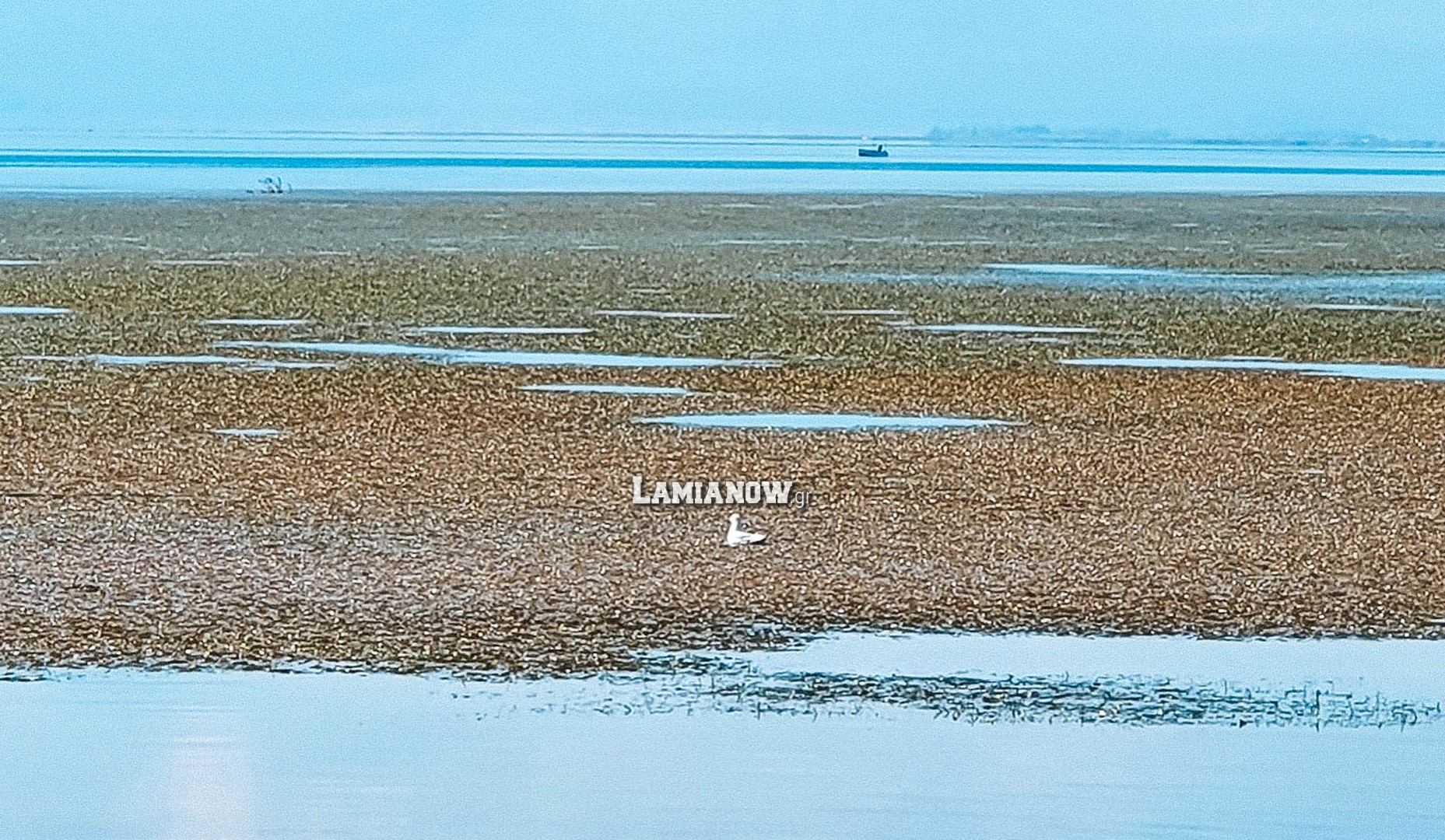 https://lamianow.b-cdn.net/wp-content/uploads/2024/03/Iamia-Now-01-1-2-1-scaled.jpg