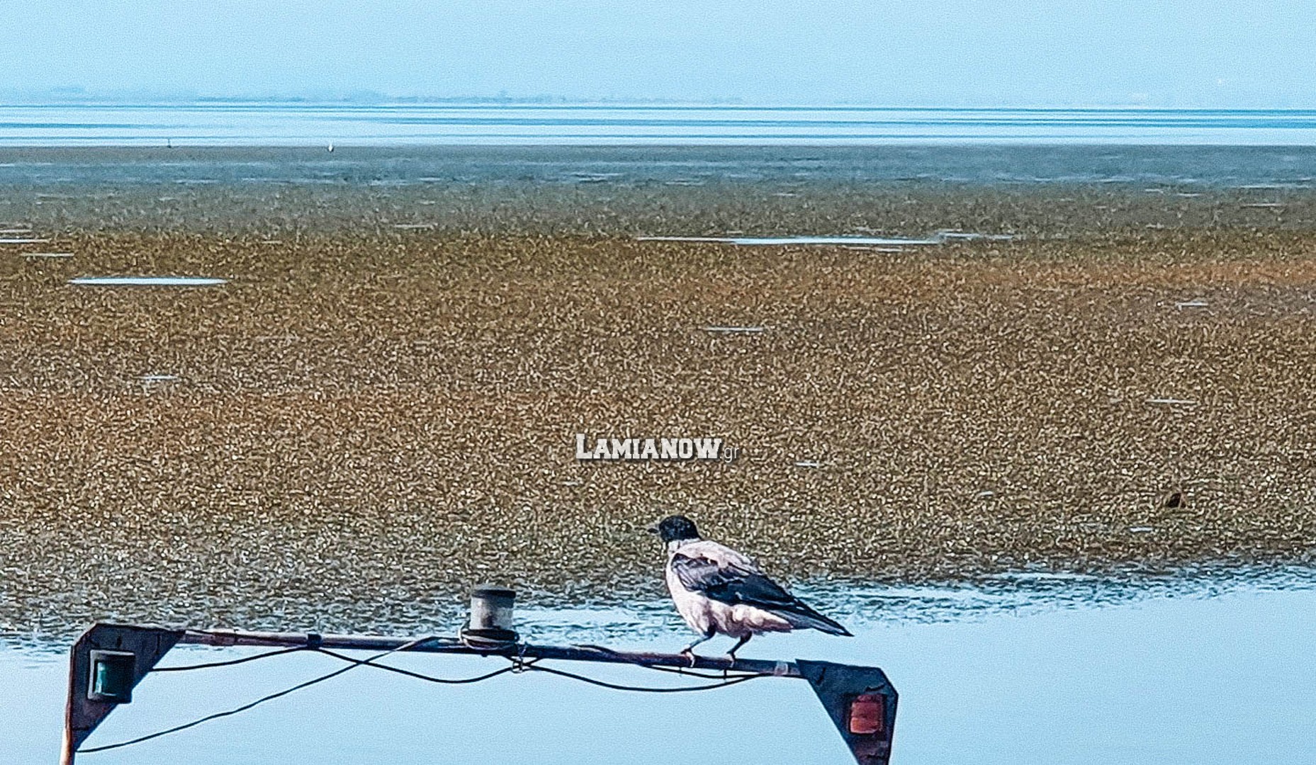 https://lamianow.b-cdn.net/wp-content/uploads/2024/03/Iamia-Now-01-1-2-1-scaled.jpg