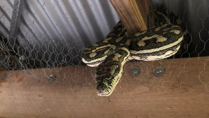 pythonas | Lamianow.gr