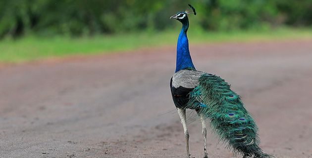 5f9d77f22400009618b0361e | Lamianow.gr