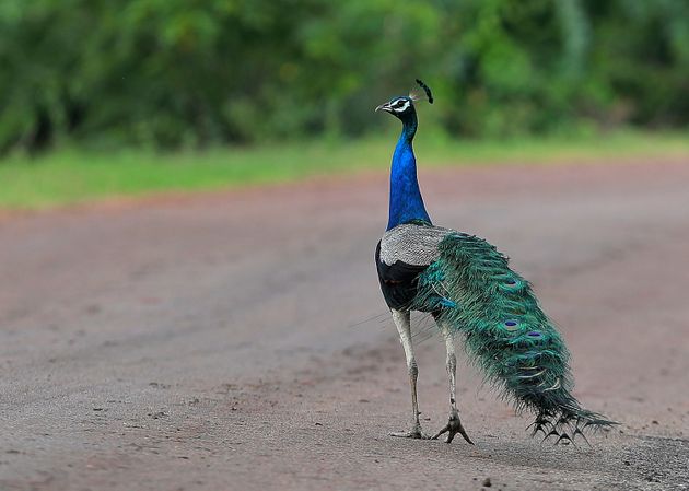 5f9d77f22400009618b0361e | Lamianow.gr