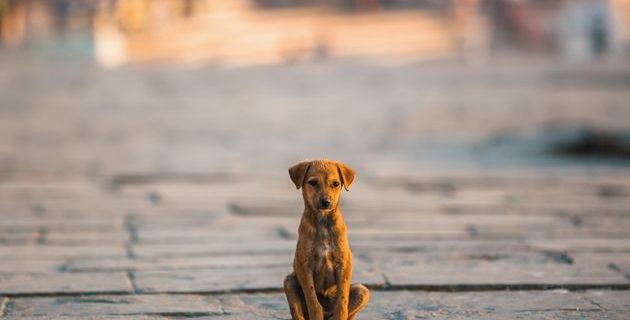 5fad2016240000a02b9ae78b | Lamianow.gr