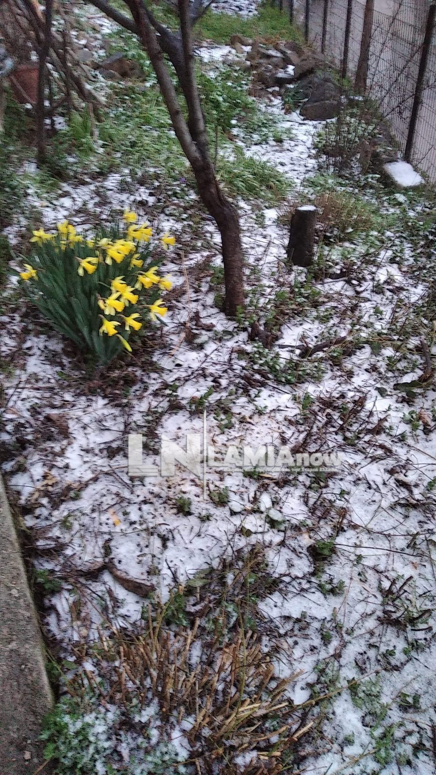 received 844117732834604 scaled | Lamianow.gr