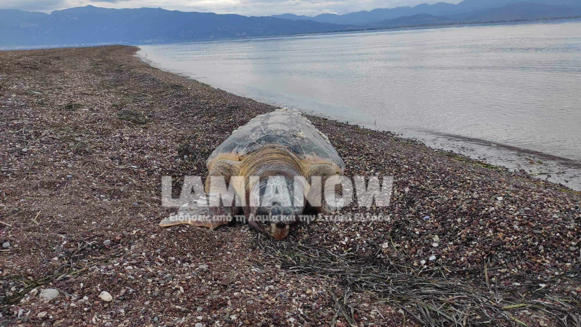 received 593452022075490 | Lamianow.gr