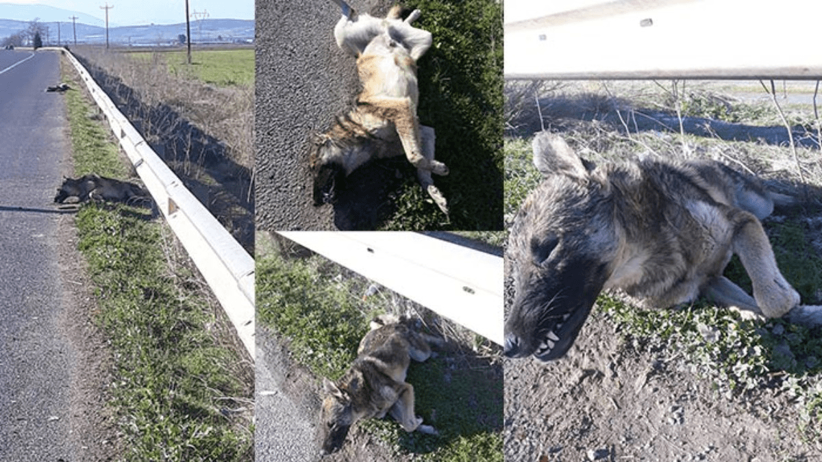 Webp.net gifmaker 2 | Lamianow.gr