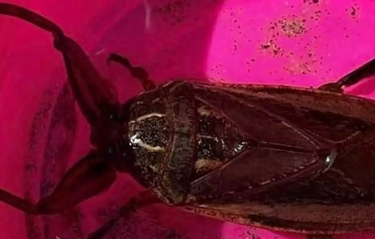 lithokairos | Lamianow.gr