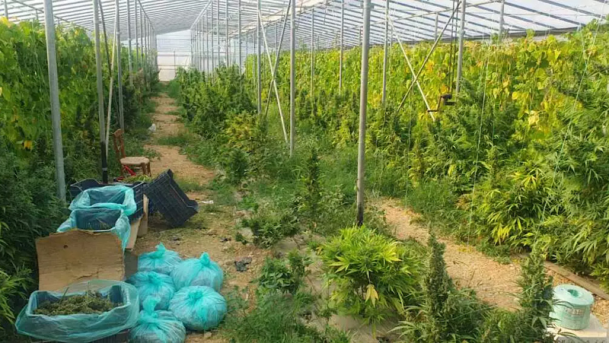 IMG 3506 | Lamianow.gr