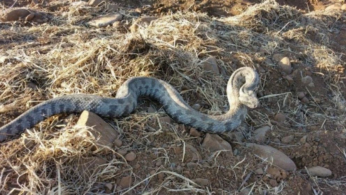 IMG 4643 | Lamianow.gr