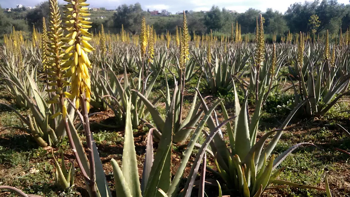 IMG 4862 | Lamianow.gr