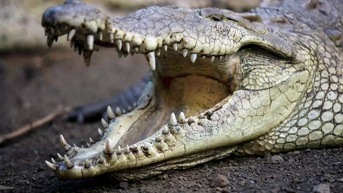 IMG 5064 | Lamianow.gr