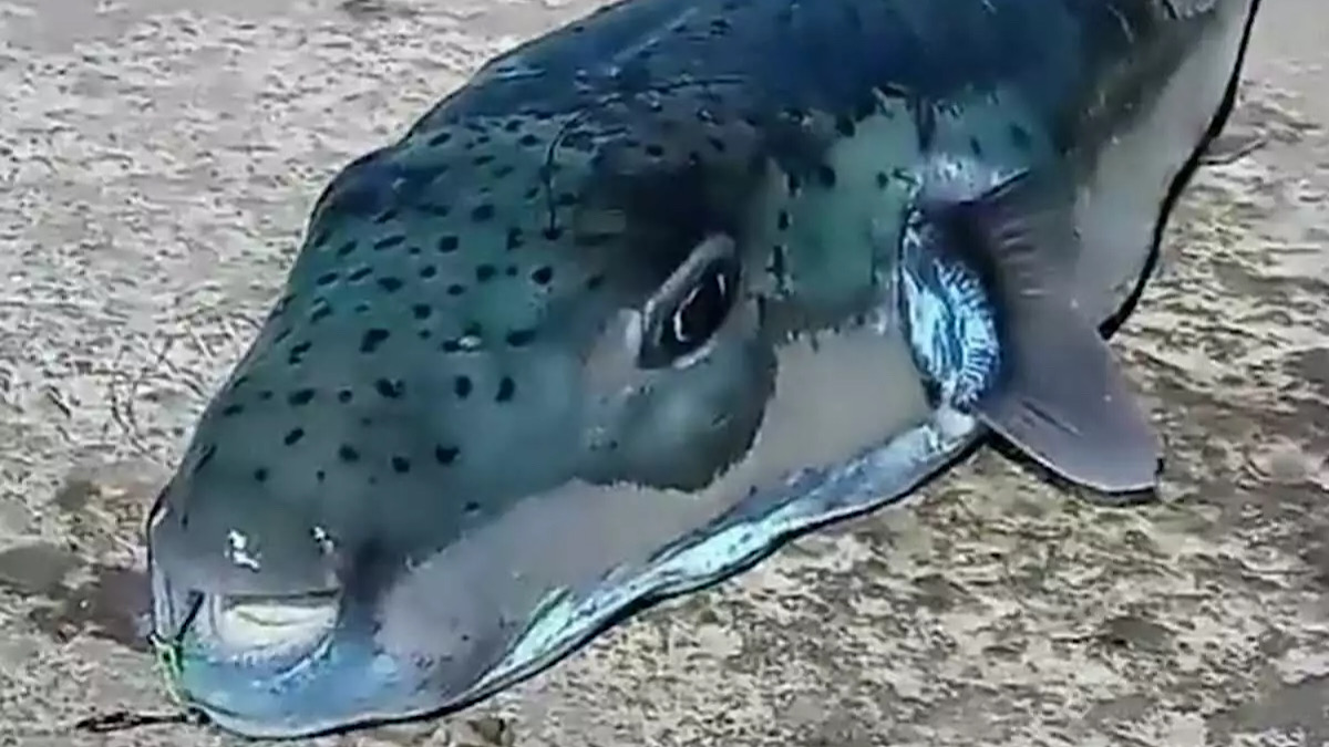 IMG 6115 | Lamianow.gr