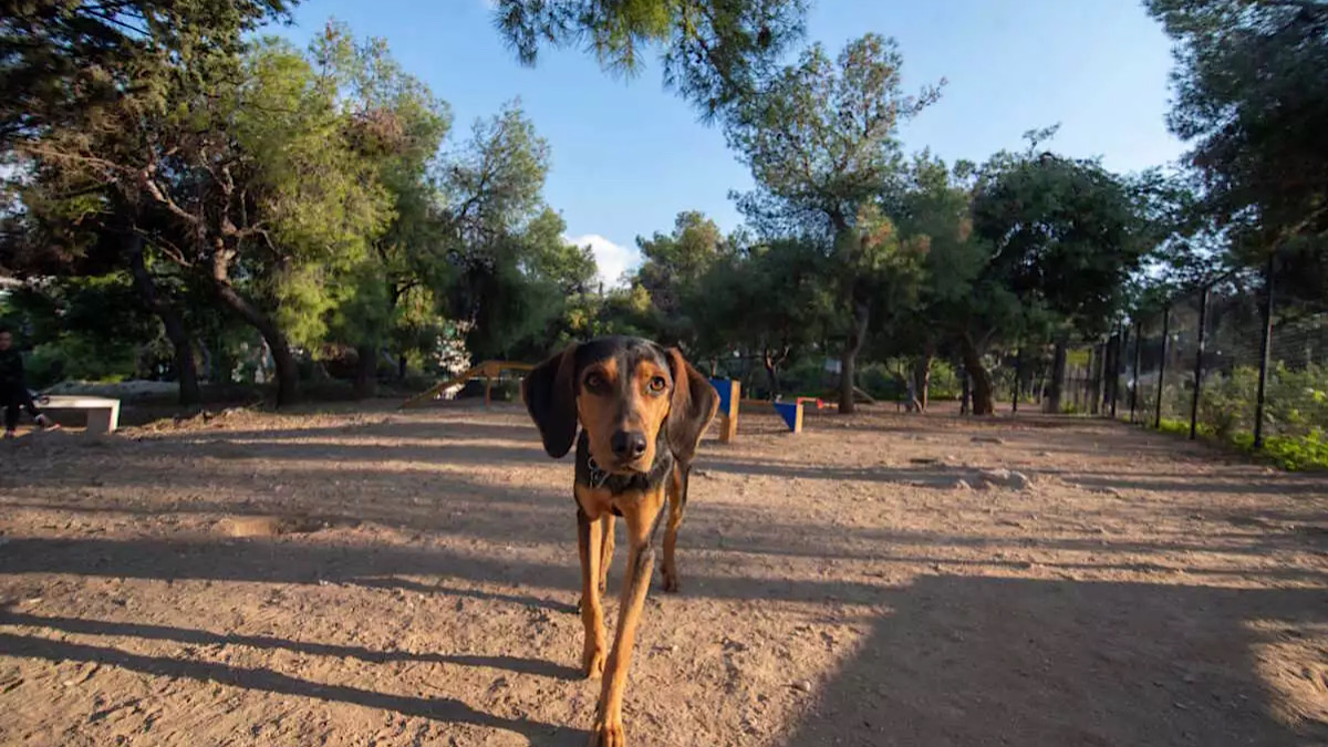 IMG 6367 | Lamianow.gr