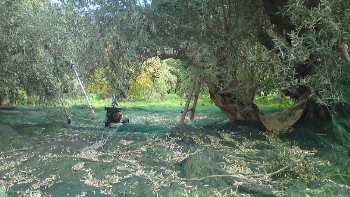 IMG 6681 | Lamianow.gr