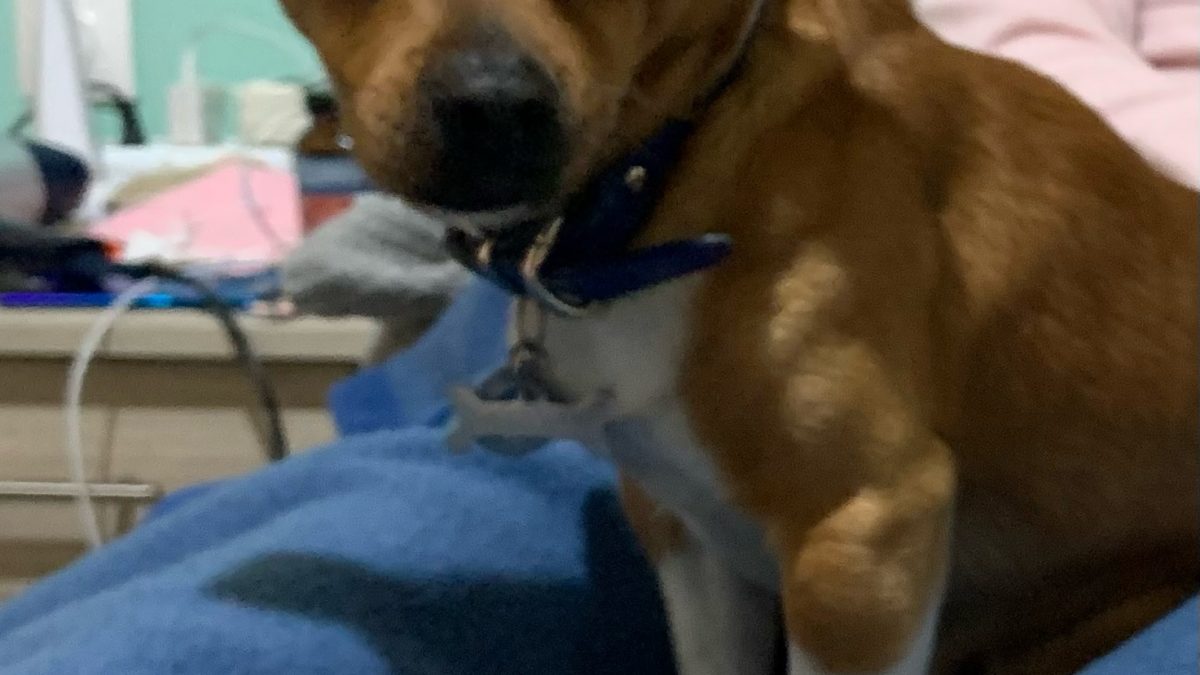 image0 | Lamianow.gr