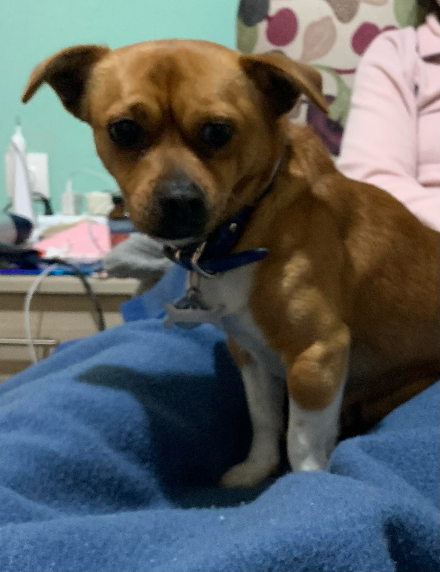 image0 | Lamianow.gr