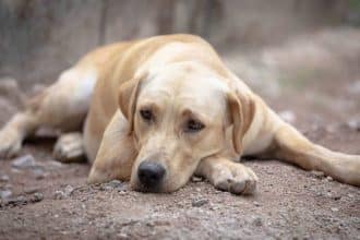 SKYLOS | Lamianow.gr