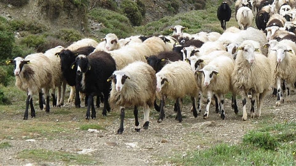 Πρόβατα