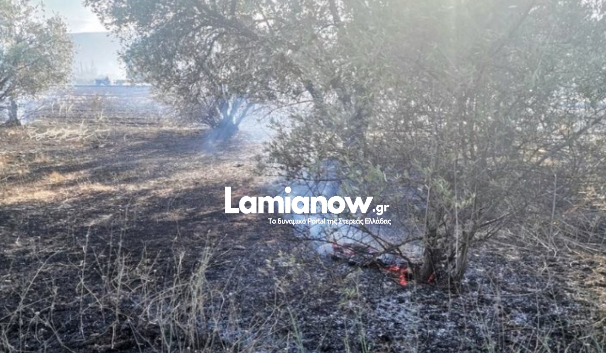 https://lamianow.b-cdn.net/wp-content/uploads/2024/03/Iamia-Now-01-1-2-1-scaled.jpg