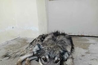 Messenger creation 2d2f85c7 faeb 4560 a3f4 9558c02b2c19 | Lamianow.gr