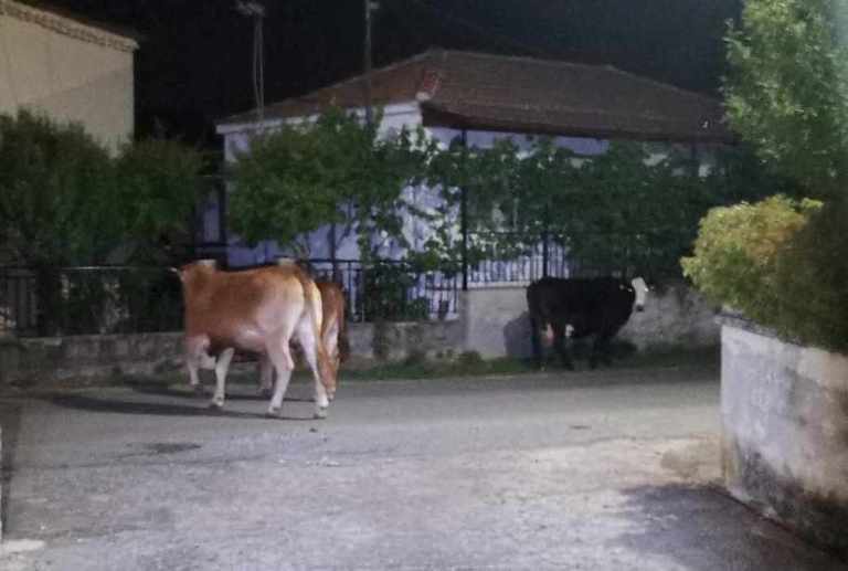 FE277B02 A071 4826 86B5 9AD2F34C899F | Lamianow.gr