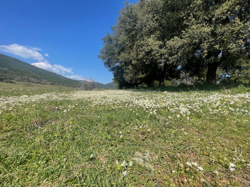 Δρυς Αγ. Τριάδα | Lamianow.gr