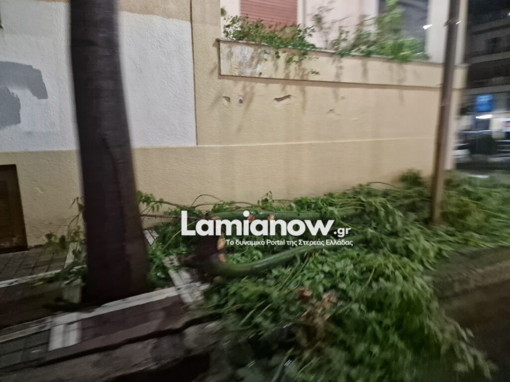 https://lamianow.b-cdn.net/wp-content/uploads/2024/03/Iamia-Now-01-1-2-1-scaled.jpg