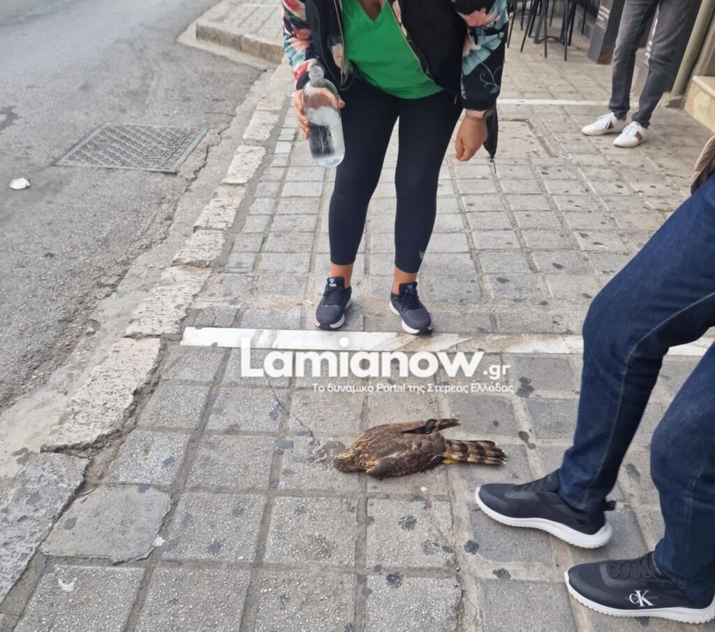 geraki | Lamianow.gr