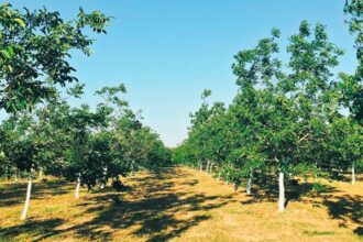 image0 1 | Lamianow.gr