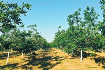 image0 1 | Lamianow.gr