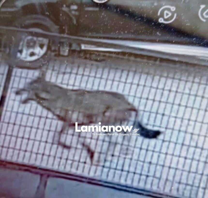 5d1a7bea 4ec3 4337 8d41 b1eebb3ffdc6 | Lamianow.gr