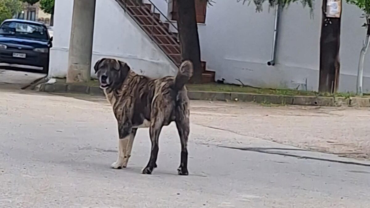 b4177e8b 2139 4f75 ae93 ac8f2395ccfa 1 | Lamianow.gr