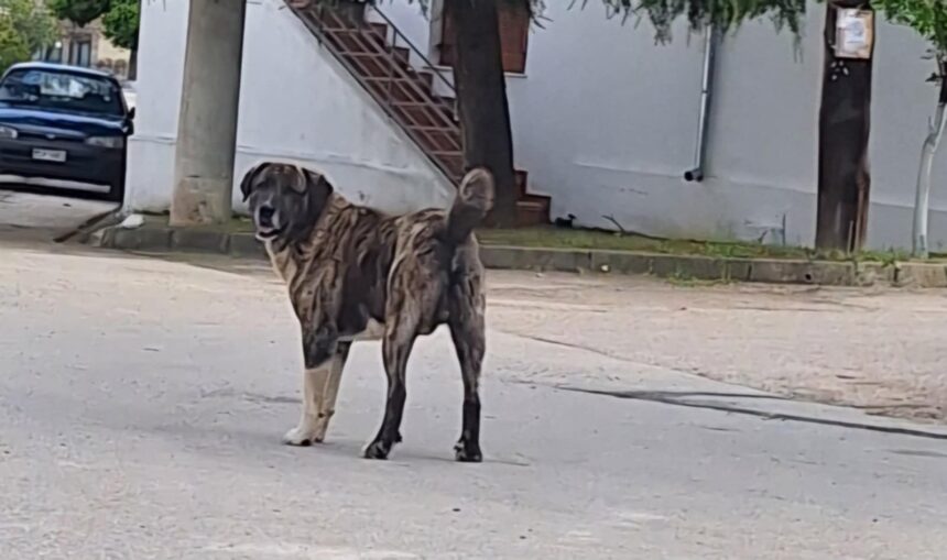 b4177e8b 2139 4f75 ae93 ac8f2395ccfa 1 | Lamianow.gr