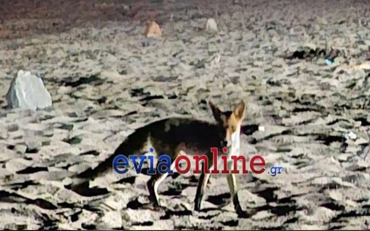 https://lamianow.b-cdn.net/wp-content/uploads/2024/03/Iamia-Now-01-1-2-1-scaled.jpg