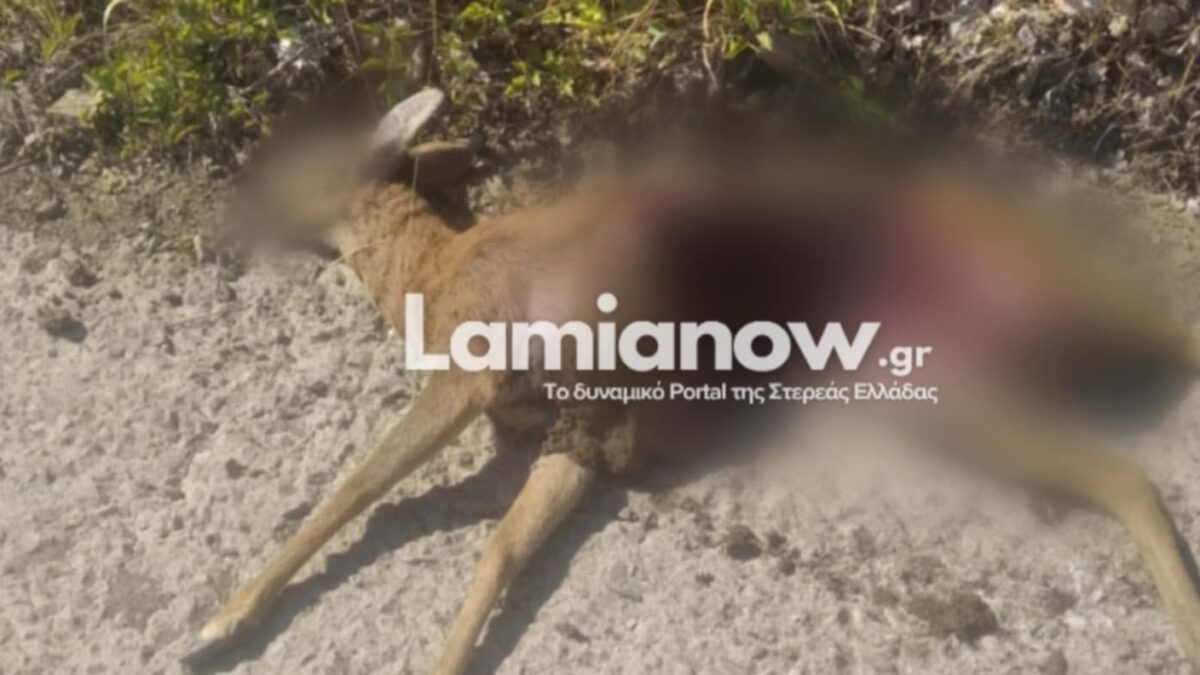https://lamianow.b-cdn.net/wp-content/uploads/2024/03/Iamia-Now-01-1-2-1-scaled.jpg