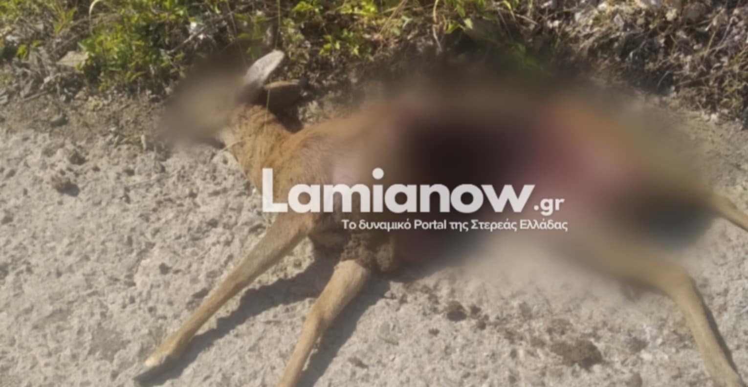 eb14436b 12ef 45dc 9b76 4e1d188aa964 | Lamianow.gr